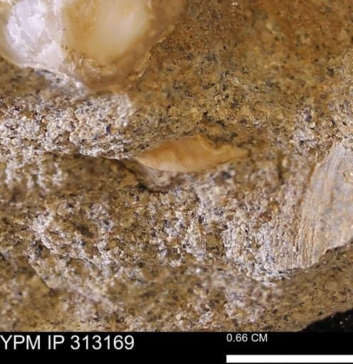 Corbicula
