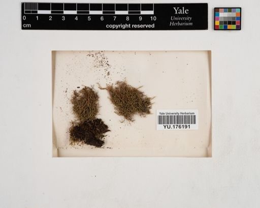 Plantae