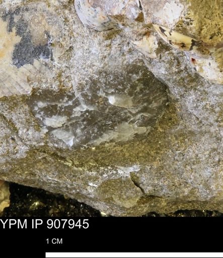 undet. Mollusca