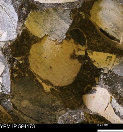 Limopsis? striatopunctatus