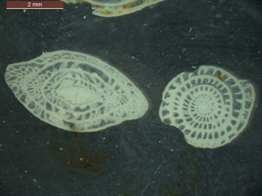 Triticites beedei