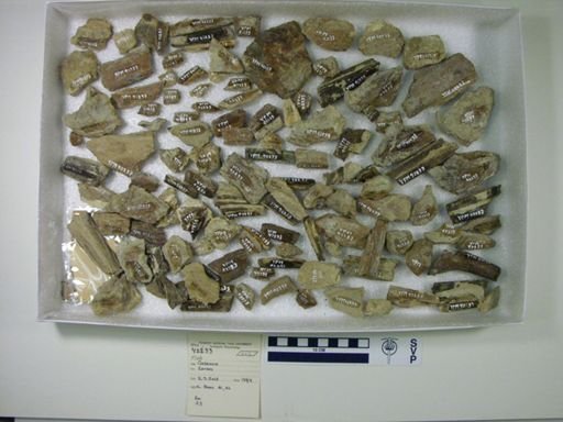 Ichthyodectes sp.