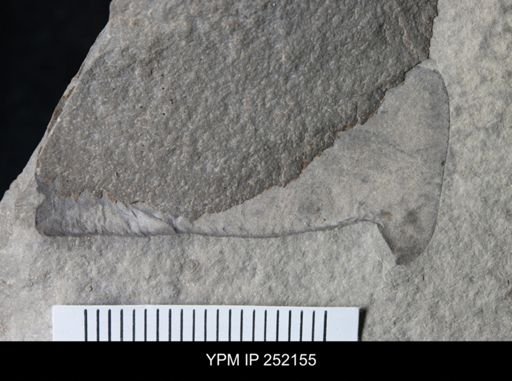 undet. Eurypterida