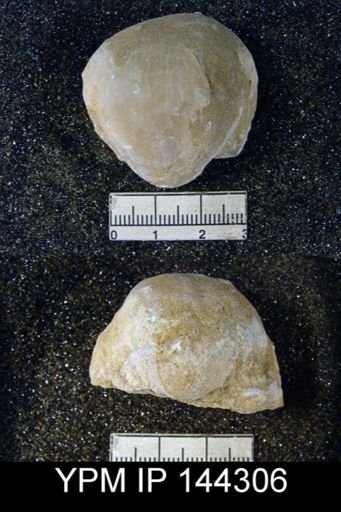 Productus (Linoproductus) sp.