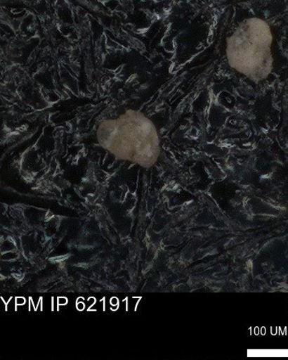 undet. Foraminiferida