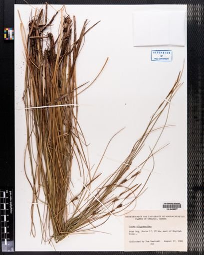 Carex oligantha