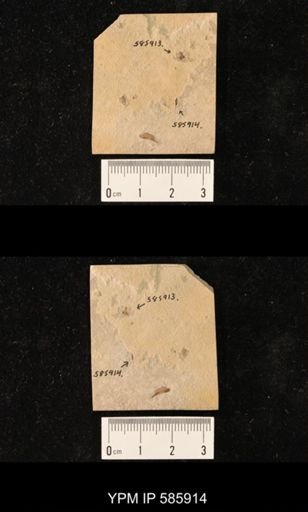 undet. Hymenoptera