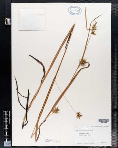 Carex folliculata