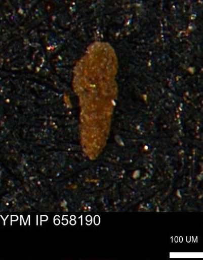 undet. Foraminiferida