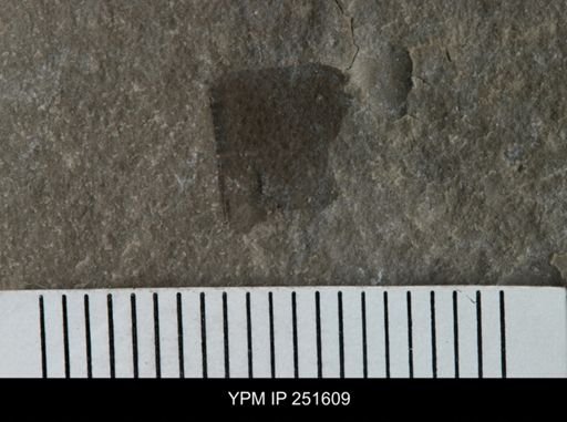 undet. Eurypterida