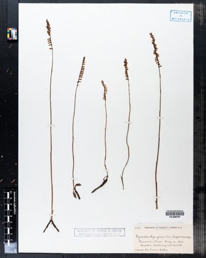 Spiranthes gracilis