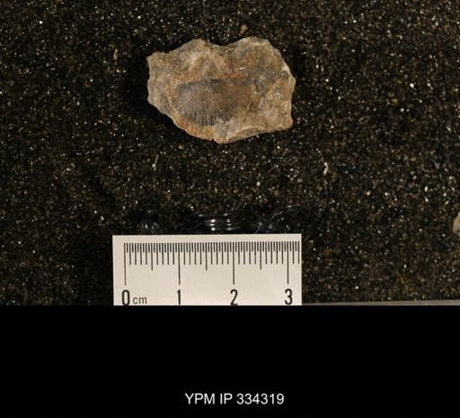 Plectorthis sp.
