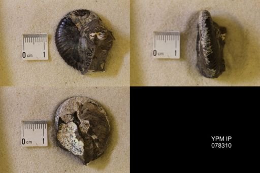 Hoploscaphites comprimus