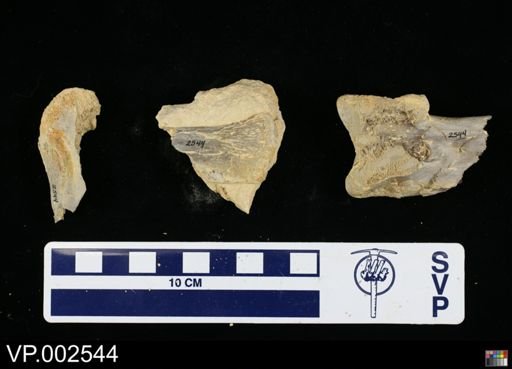 Pteranodon