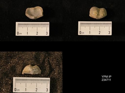 Marginifera splendens
