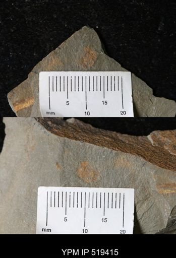 undet. Annelida