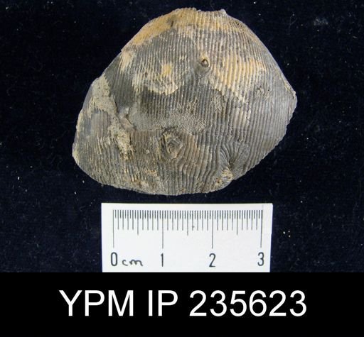 Linoproductus sp.