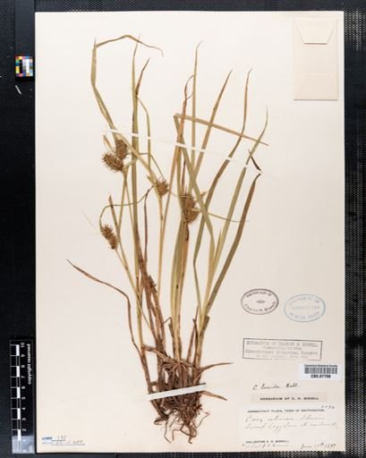 Carex retrorsa