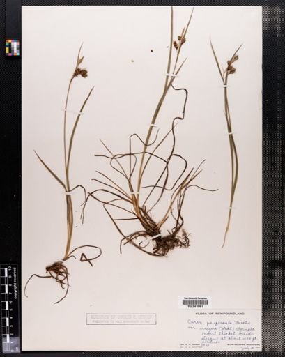 Carex paupercula