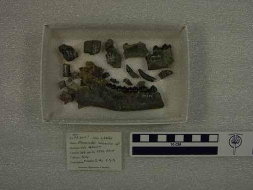 Phenacodus intermedius