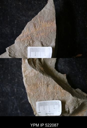 Hurdiidae