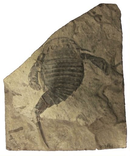 Eurypterus dekayi