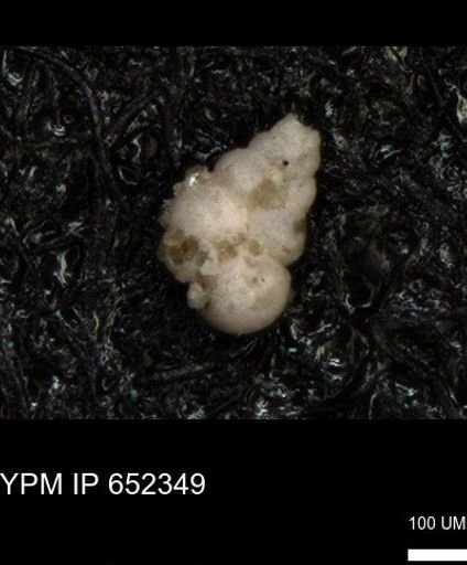 undet. Heterohelicidae
