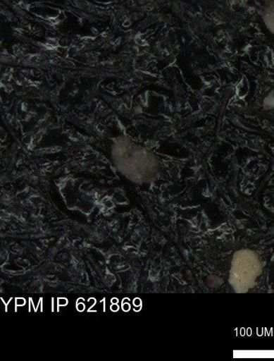 undet. Foraminiferida