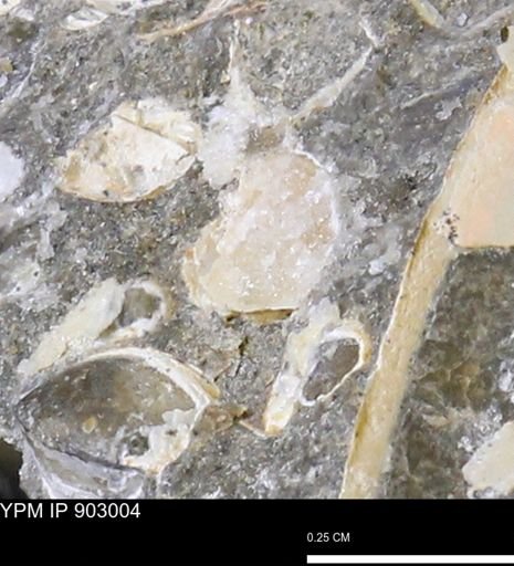 undet. Mollusca