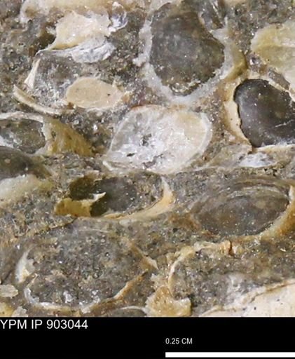Corbulamella?