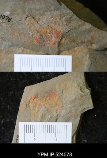 Echinodermata?