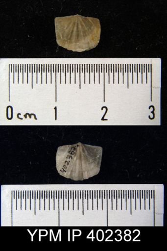 Apheoorthis sp.