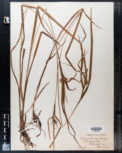 Carex intumescens