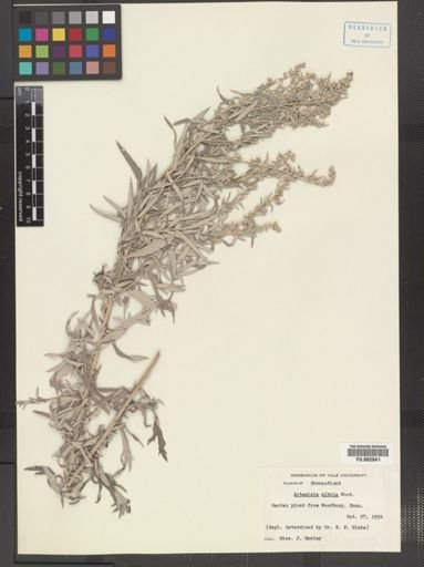 Artemisia albula