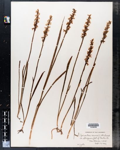 Spiranthes cernua
