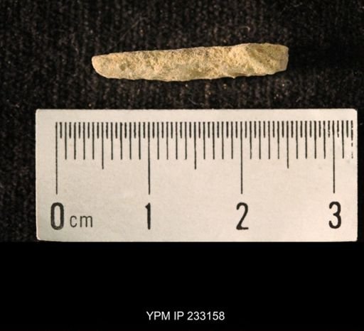 Archaeocidaris sp.