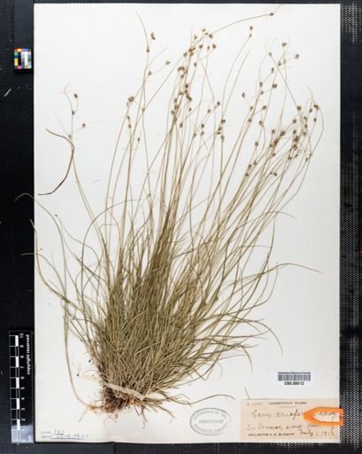 Carex trisperma