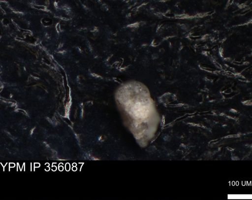 undet. Foraminiferida