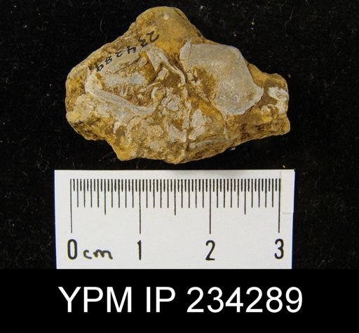 Marginifera wabashensis