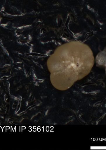 undet. Foraminiferida