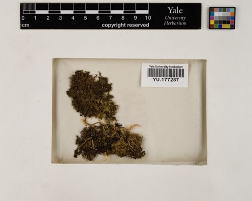 Plantae