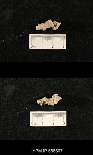Cladochonus?