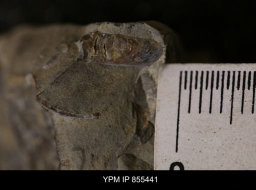 Baculites sp.