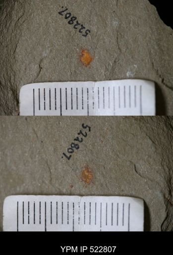 Chelicerata