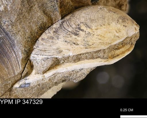 undet. Bivalvia