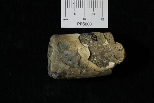 Baculites reesidei?
