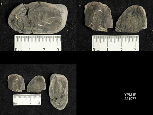 Etoblattina mazona