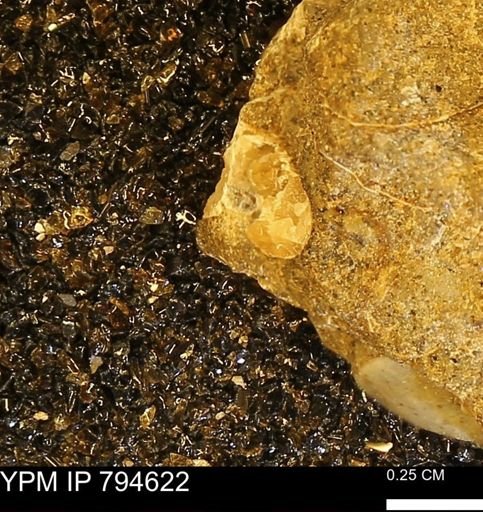 undet. Ammonoidea