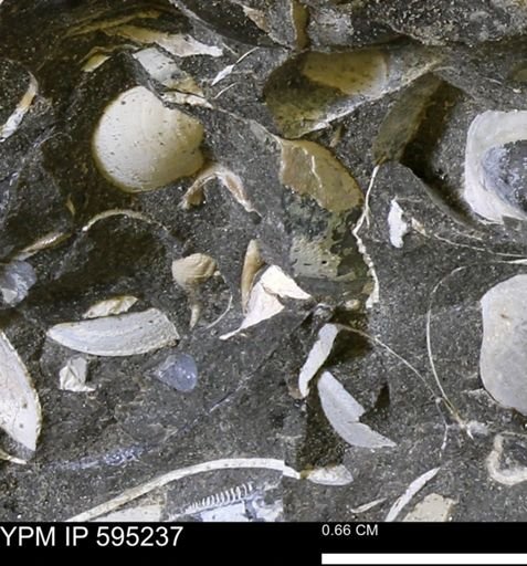 Gastropoda?