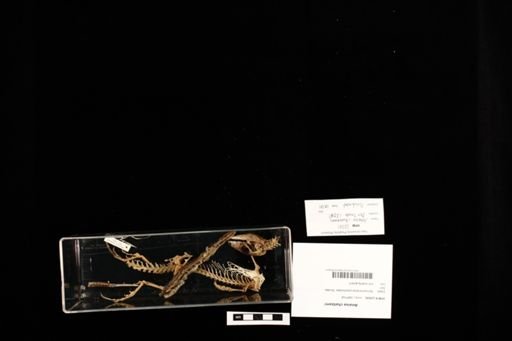 Ameiva chaitzami